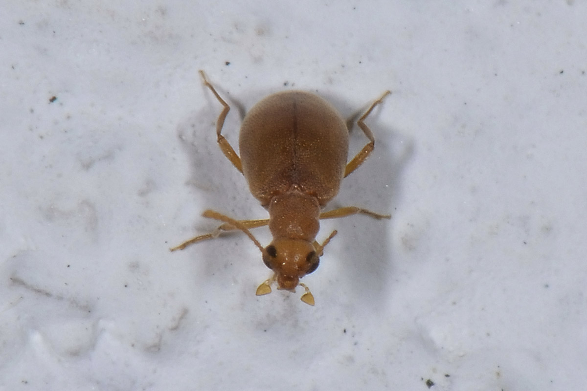 Aderidae: Olotelus flaveolus (cfr. )